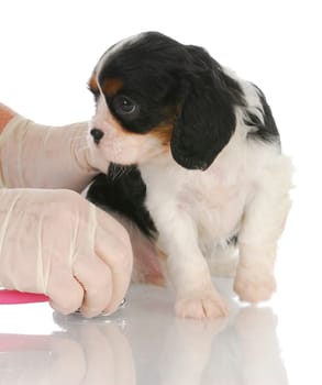 veterinary care - cavalier king charles spaniel getting examed by veterinarian with stethoscope