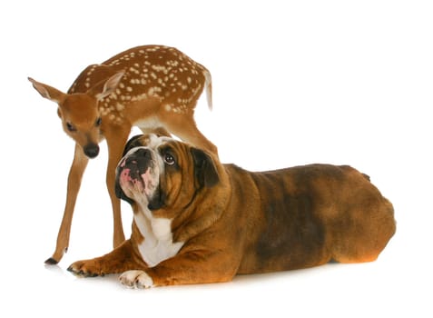 dog and deer - english bulldog and fawn together on white background