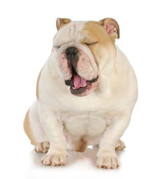 tired dog - english bulldog yawning