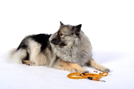 Dog with leash