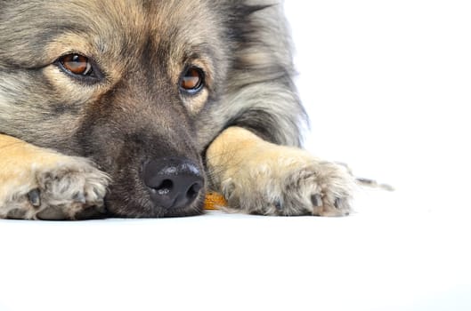 Dog with leash