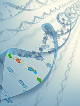 Long structure of the DNA double helix.