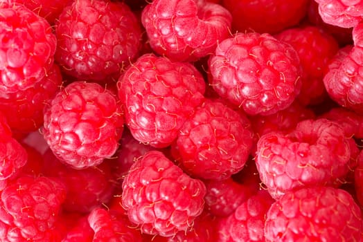 freshly picked ripe red raspberries