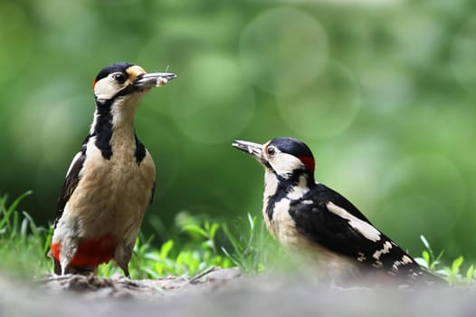 The Great Spotted Woodpecker (Dendrocopos major)