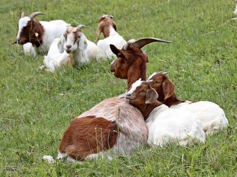 Boer goat with twins