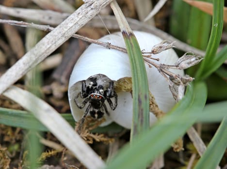 Male cross-jumping spider at the snail shell nest