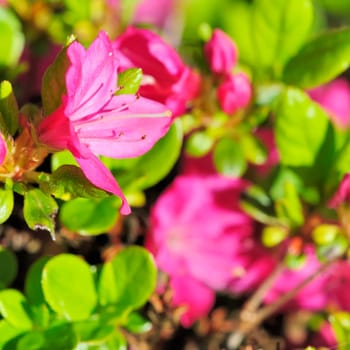 Azaleas
