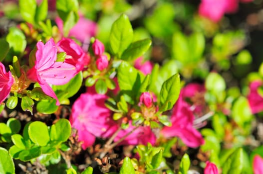 Azaleas