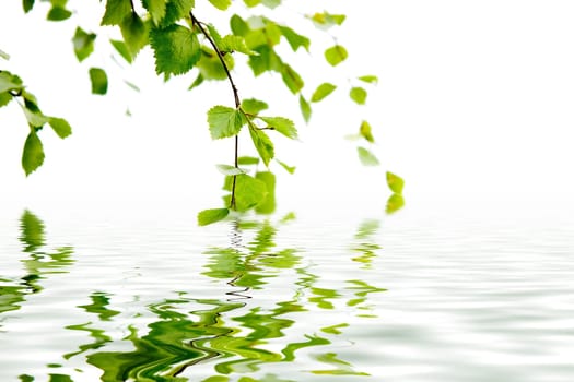 Branch of a birch and its reflexion in water
