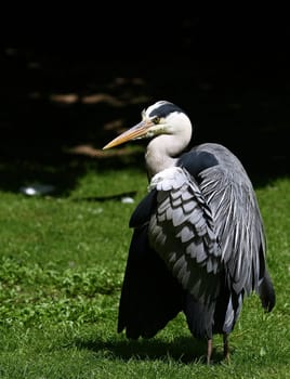 Grey heron