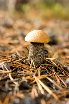Aspen mushroom in coniferous wood close up