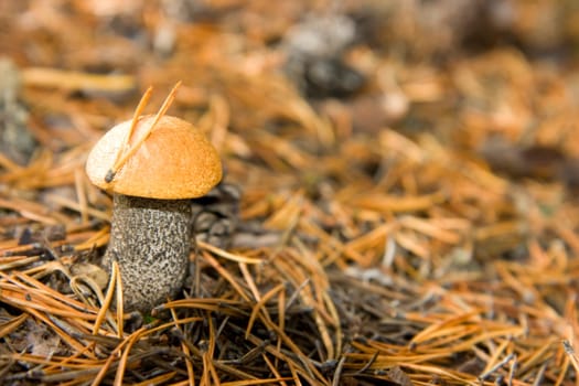 Aspen mushroom in coniferous wood close up