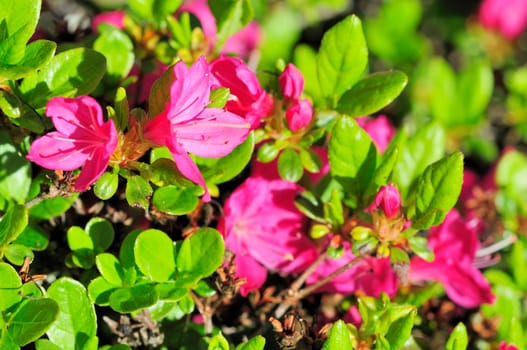 Azaleas