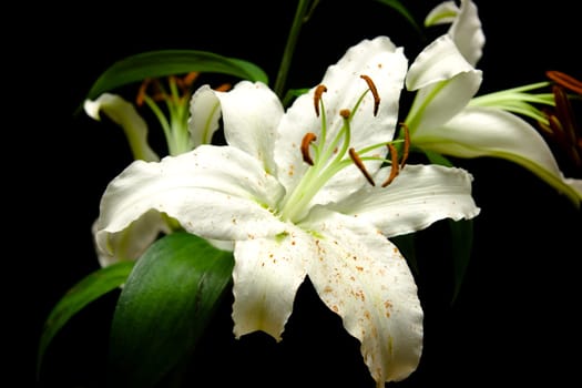 White lilies on a black background
