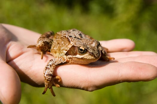 Photo of a frog close up on a man's hand