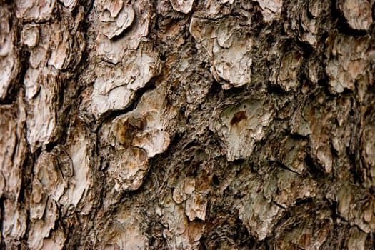 Photo of a textural bark of a tree