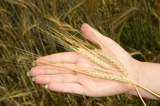 Photo of several ears lying on a palm