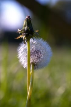 Embracing dandelion plants in a macro shot