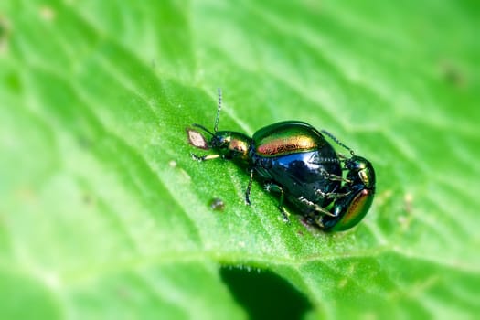 Ampferblattkäfer - Gastrophysa viridula during mating - Super macro image