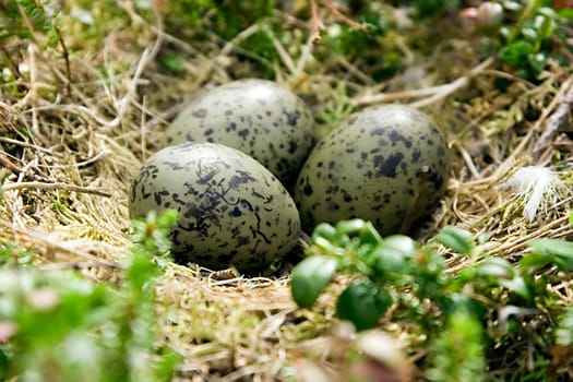 Spotty eggs of a bird in a nest on the nature