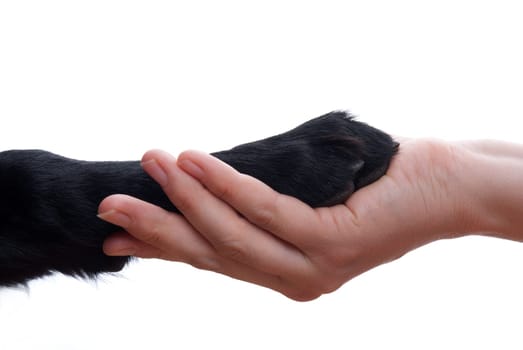 a handshake between a dog and a person, isolated