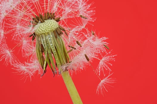 Dandelion