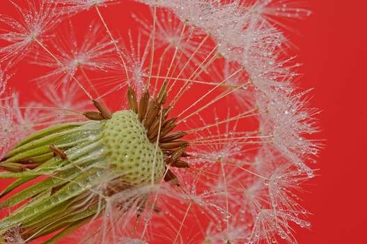 Dandelion