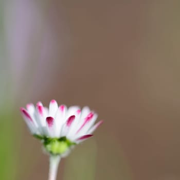 daisy