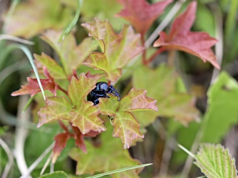 Small Paw Beetle (Timarcha goettingensis)