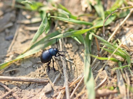 Small Paw Beetle (Timarcha goettingensis)