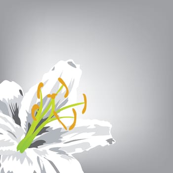illustration. White Lily in a corner of a neutral background