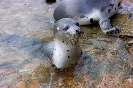 seals in their natural habitat on the shore