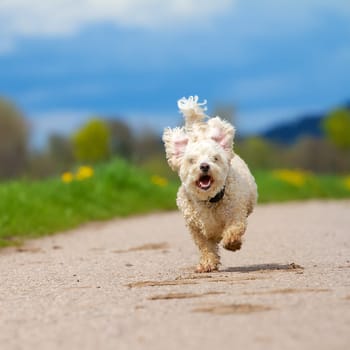 White mongrel dog with slightly curly hair runs towards the camera,against a spring-like background.