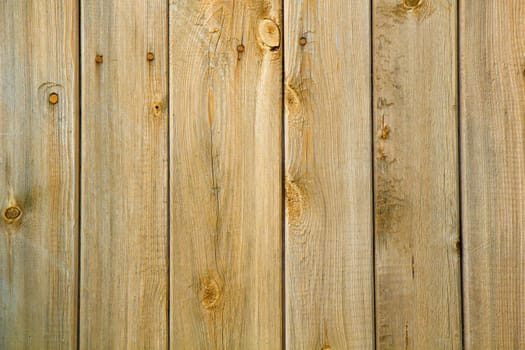 wall of the yellow wood of the old boards with nails