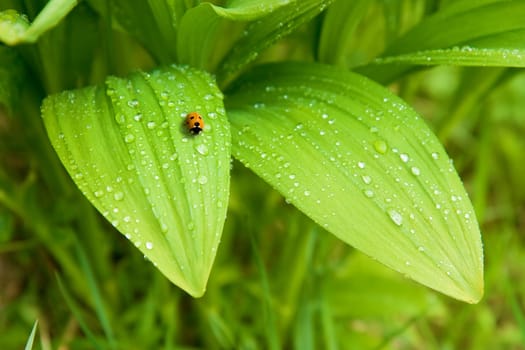 green broad leaves with drops of rain and ladybug