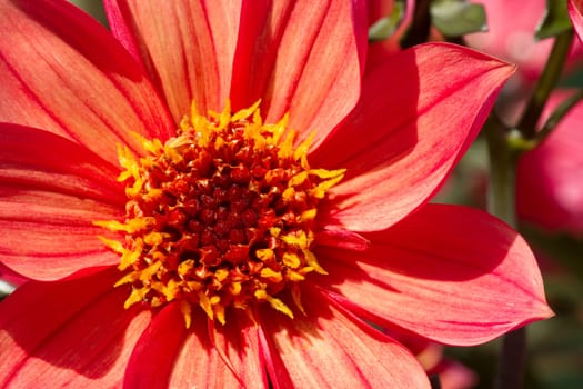 Orange Dahlia flower close up in morning sun