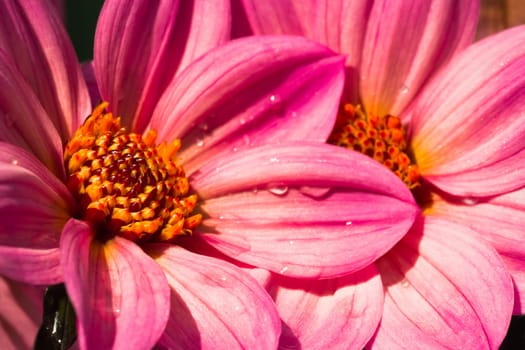 Pink Dahlia's close up in sunshine after rain