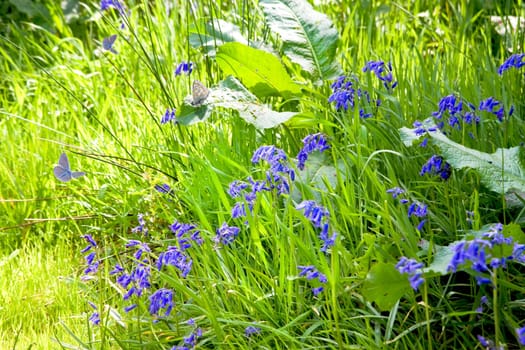 Wayside in spring sunshine with grass, flowers of Bluebells and butterflies
