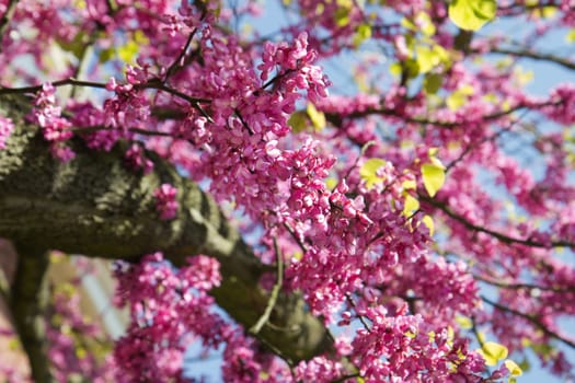 Pink Blooming branches of Judas tree or Cercis siliquastrum with blue sky