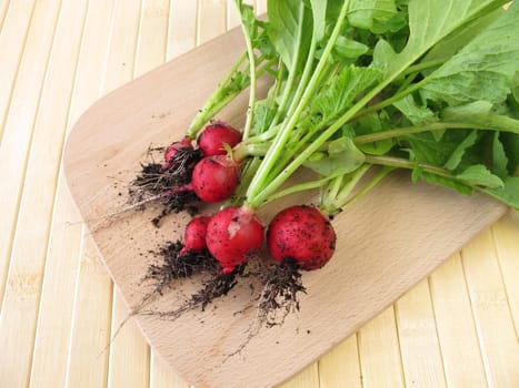 Freshly harvested radishes with soil at the roots