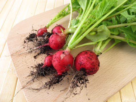 Freshly harvested radishes with soil at the roots