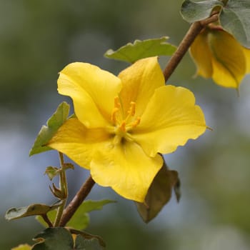 Details of a branch of a fremontodendron in bloom.