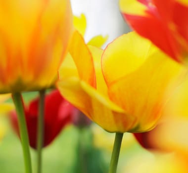 Tulips in close-up