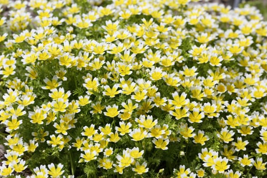 Details of Limnanthes douglasii in bloom.