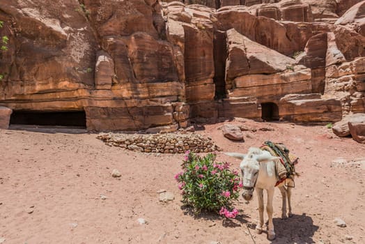 donkey in nabatean petra jordan middle east