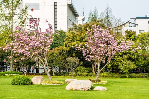 blossom cherry tree  gucheng park in the city of shanghai china popular republic
