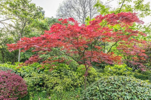 Red-leafed bonsai tree of people's park in people's square shanghai  in republic popular of china