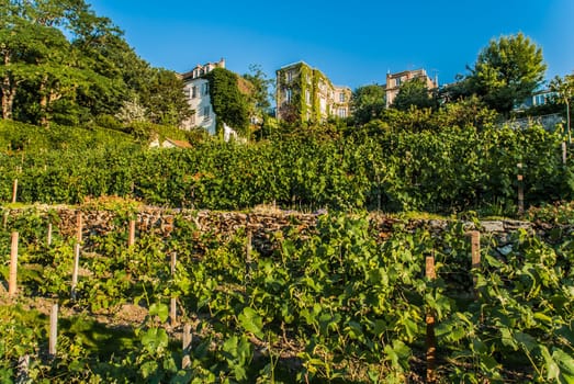 vineyard of Montmartre in the city of Paris in france