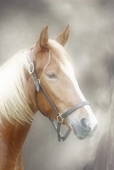SECRETARIAT