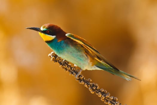 European bee-eater on a branch, Merops apiaster. Shallow depth of field and bakground blurred
